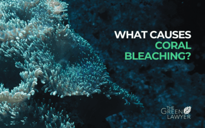 What is Coral Bleaching? It’s starvation!