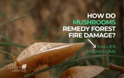 What cures land after forest fires? Mushrooms do!