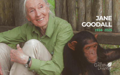 (Dr) Jane of the Jungle- an ode to Jane Goodall